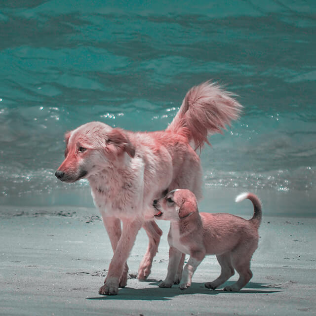 chien adulte et chiot se promenant sur la plage