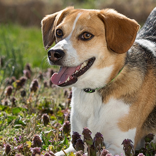 Beagle-as-a-Hunting-Hound%20%281%29.jpg