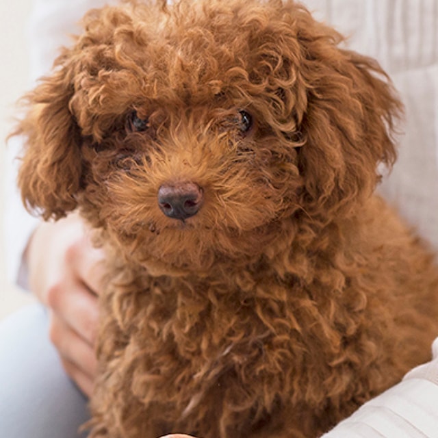 Facts-Every-Toy-Poodle-Owner-Should-Know_5.jpg