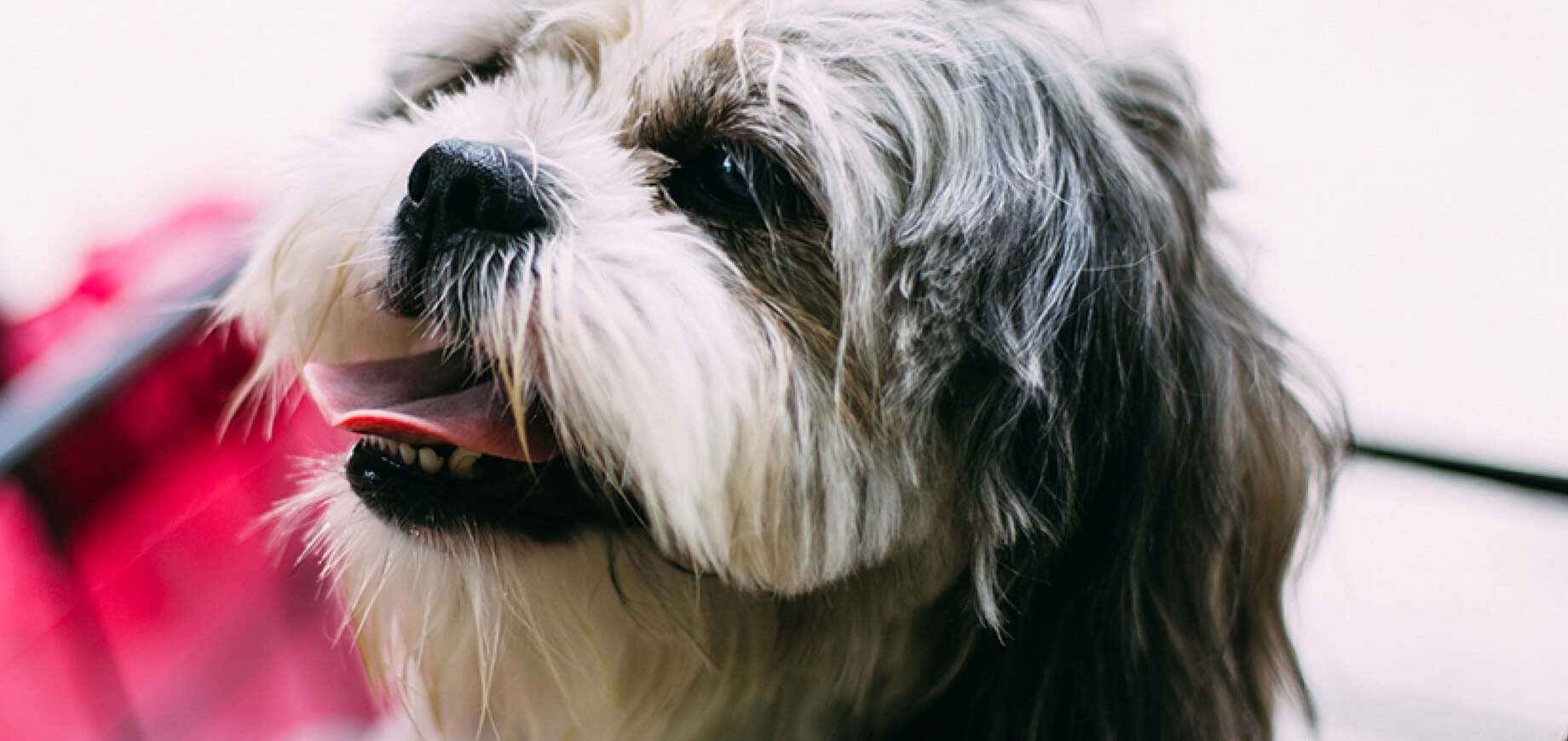 Shih-Tzu-and-Renal-Displasia.jpg