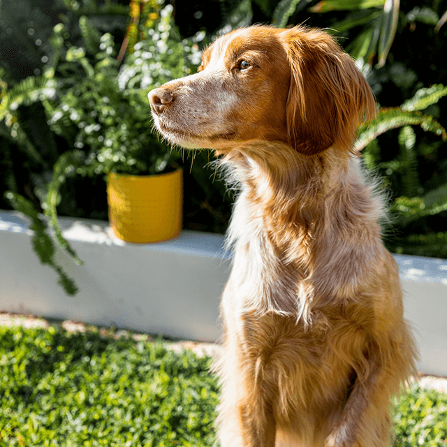 Apprendre à votre chien à se tenir sur ses pattes arrière ?