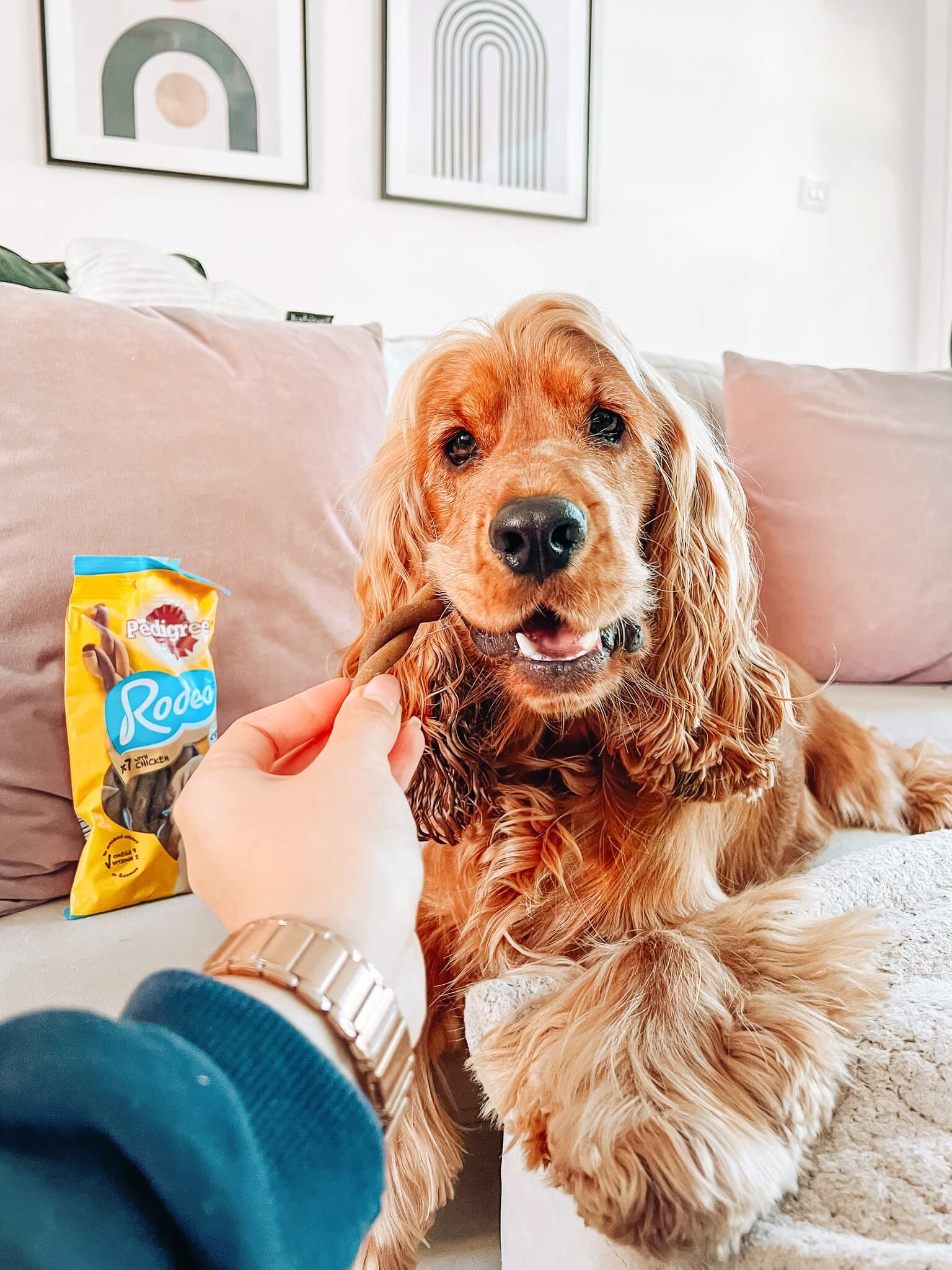 Je récompense mon chien pour lui faire plaisir