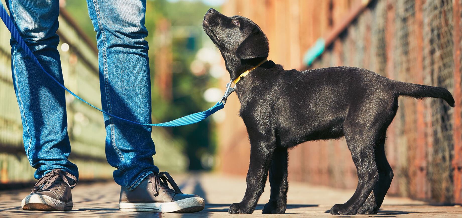 Entraînement à l’obéissance du chiot ou chien