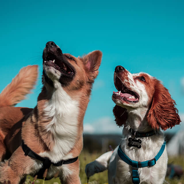 10 races de chiens moyens que vous allez adorer