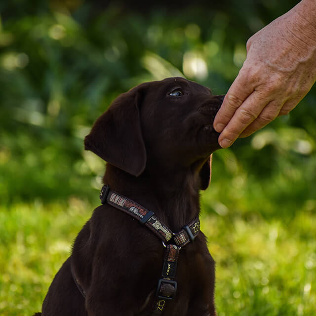 Combien coûte un chien par mois ?