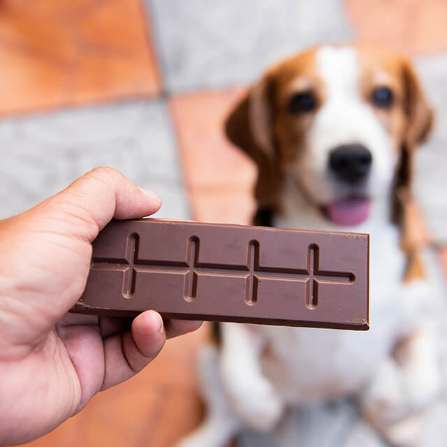 Un homme tient un morceau de chocolat au dessus d'un chient assis.