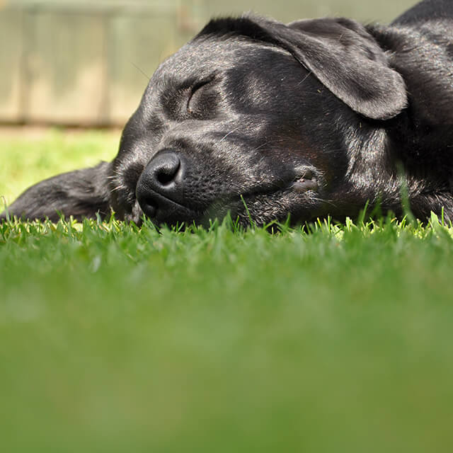 Labrador noir endormi sur la pelouse