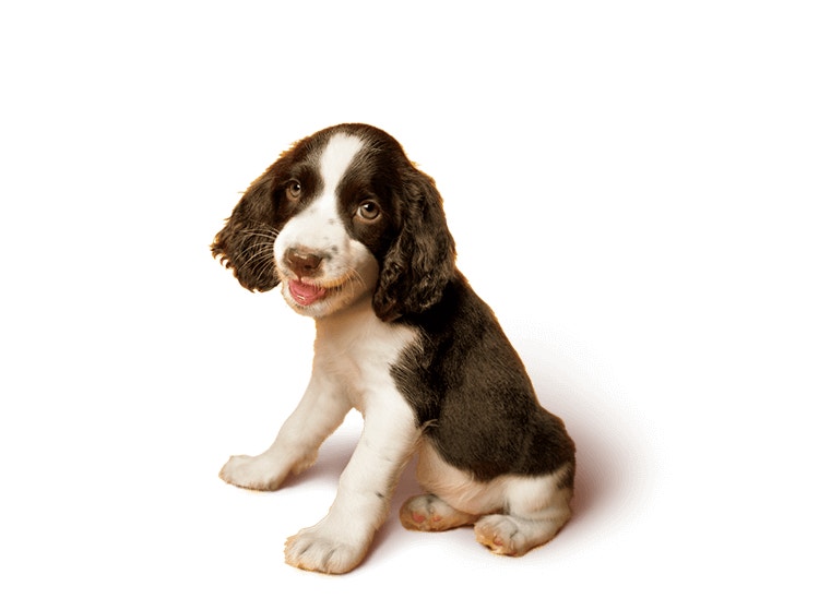 Spaniel Puppy