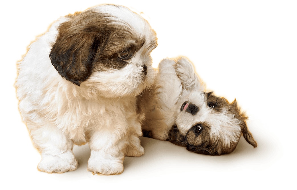 Shih Tzu Puppies