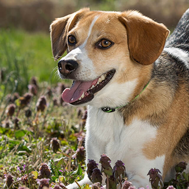 Beagle-as-a-Hunting-Hound_0_0.jpg