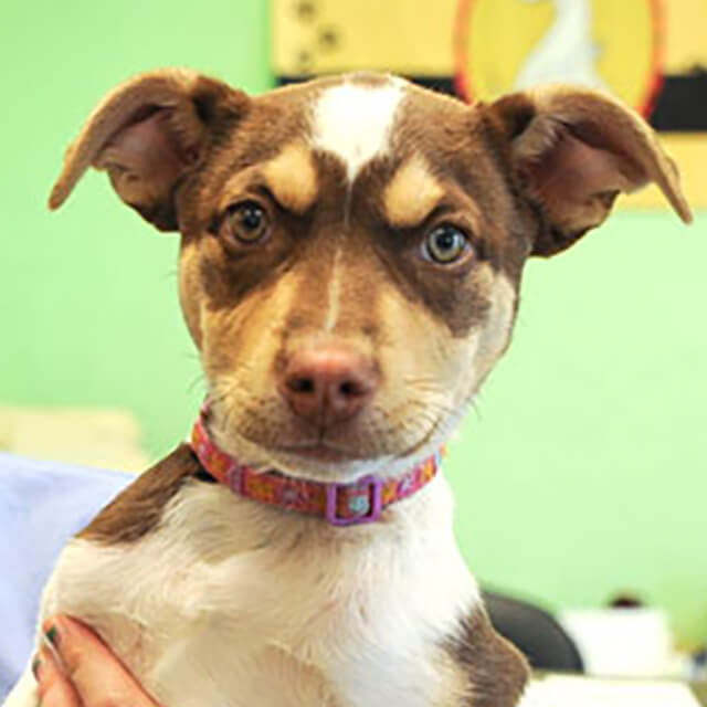 Caring-for-Dogs-With-Chronic-Kidney-Problems_4.jpg