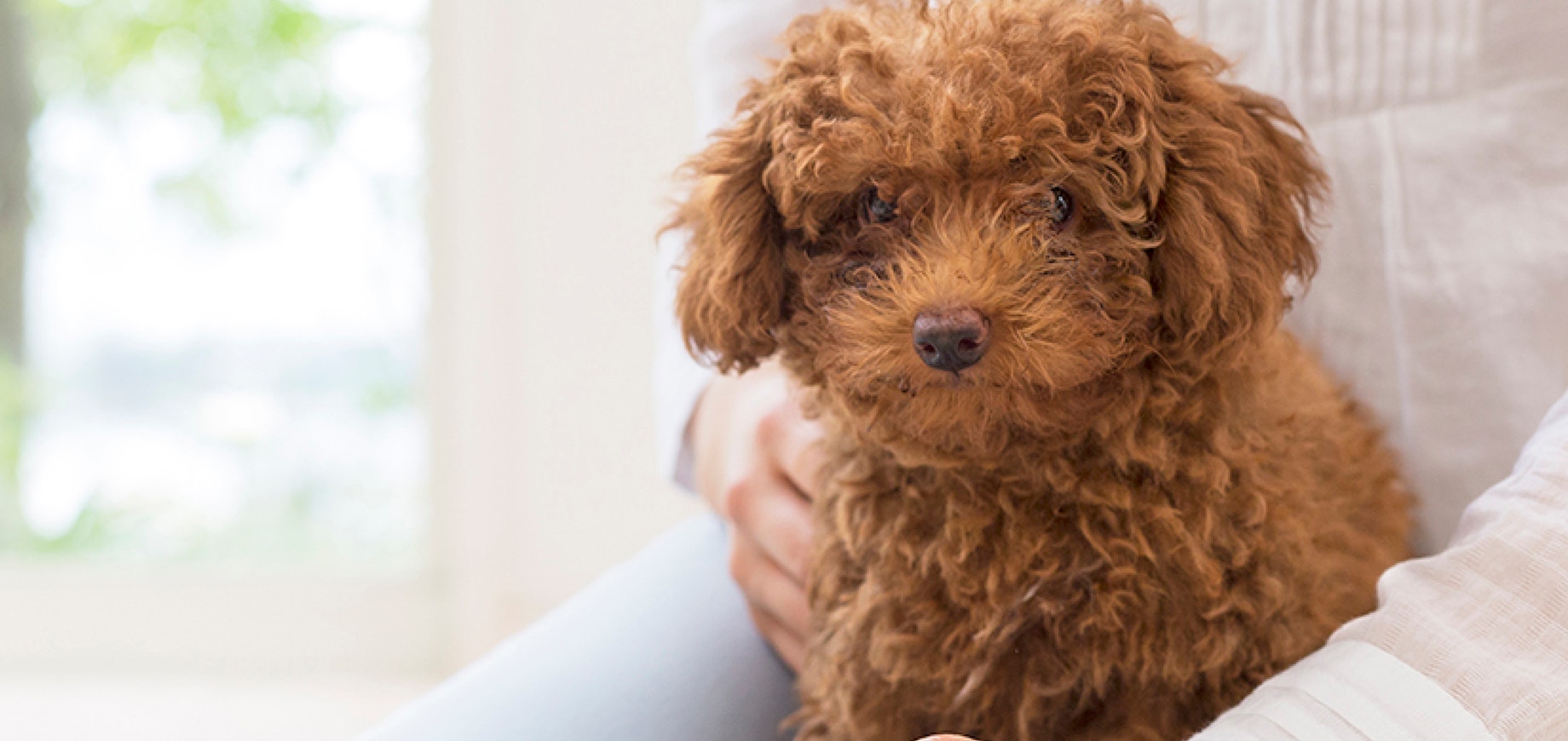 Facts-Every-Toy-Poodle-Owner-Should-Know%20%281%29.jpg