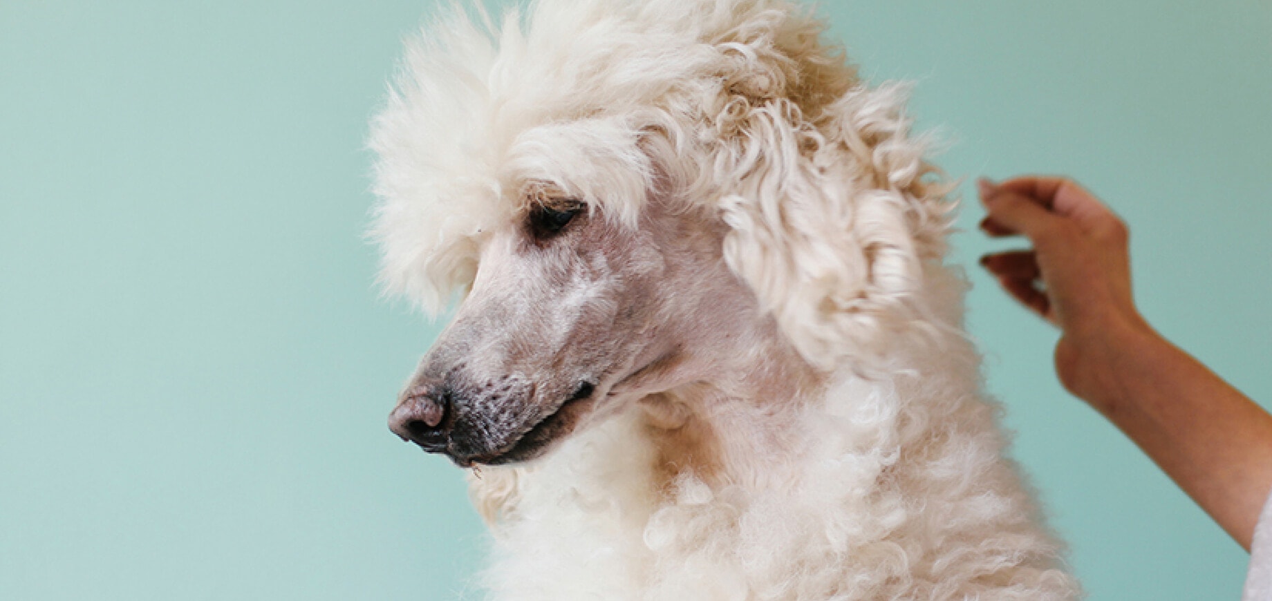 Poodle-Hair-Care.jpg