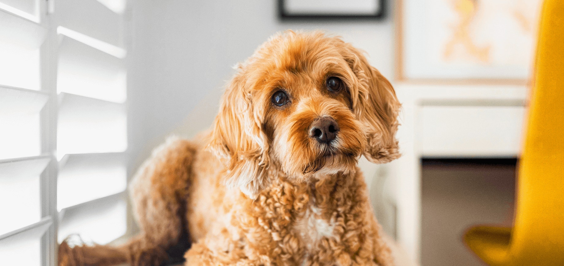 Eduquer un chien adulte : tous nos conseils et astuces