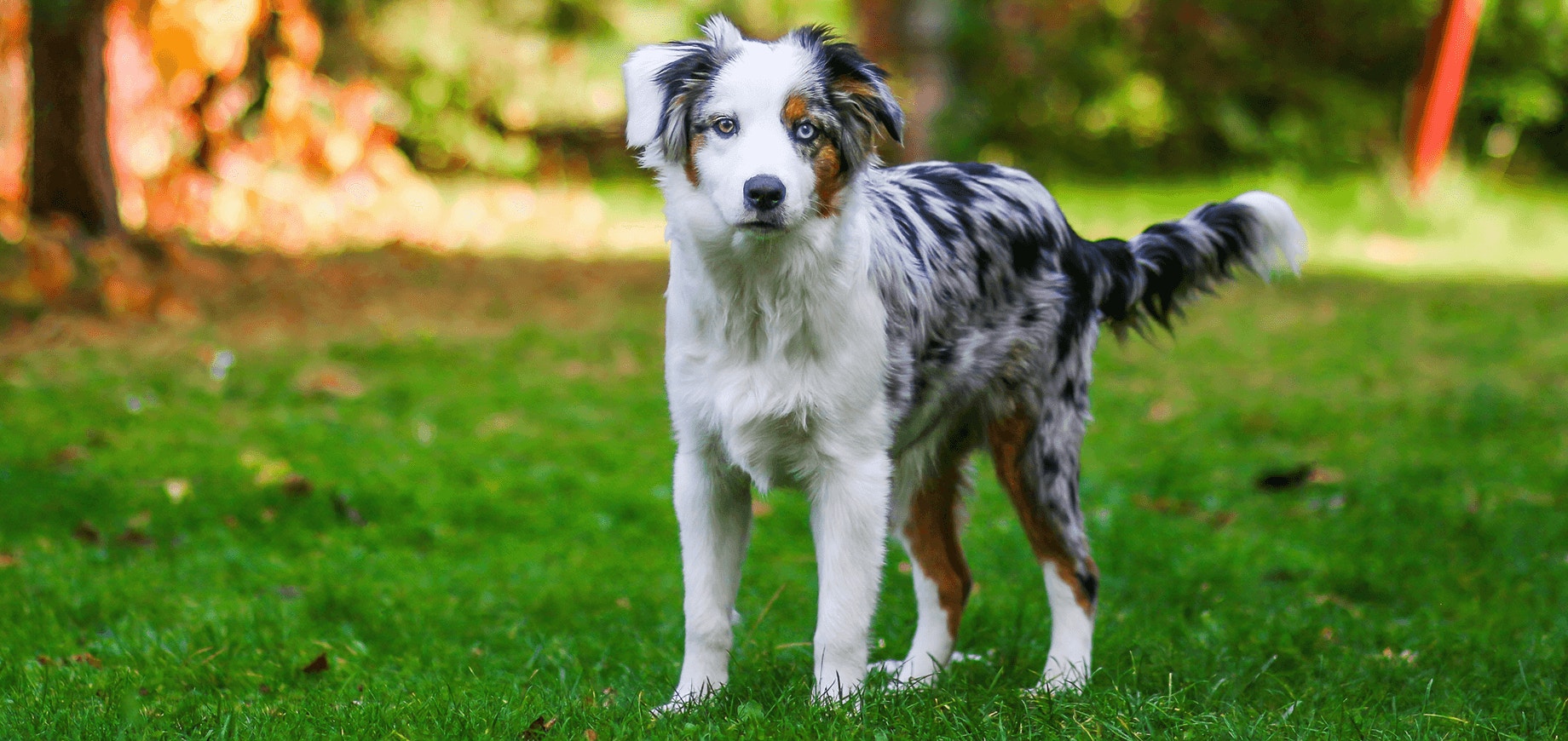 La croissance de votre chiot : depuis sa naissance jusqu’à ses douze premières semaines