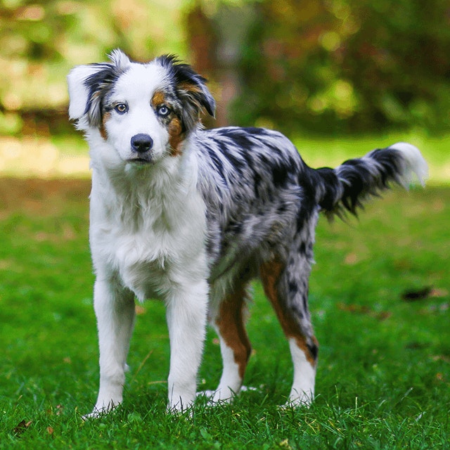 Les questions à se poser avant d'adopter