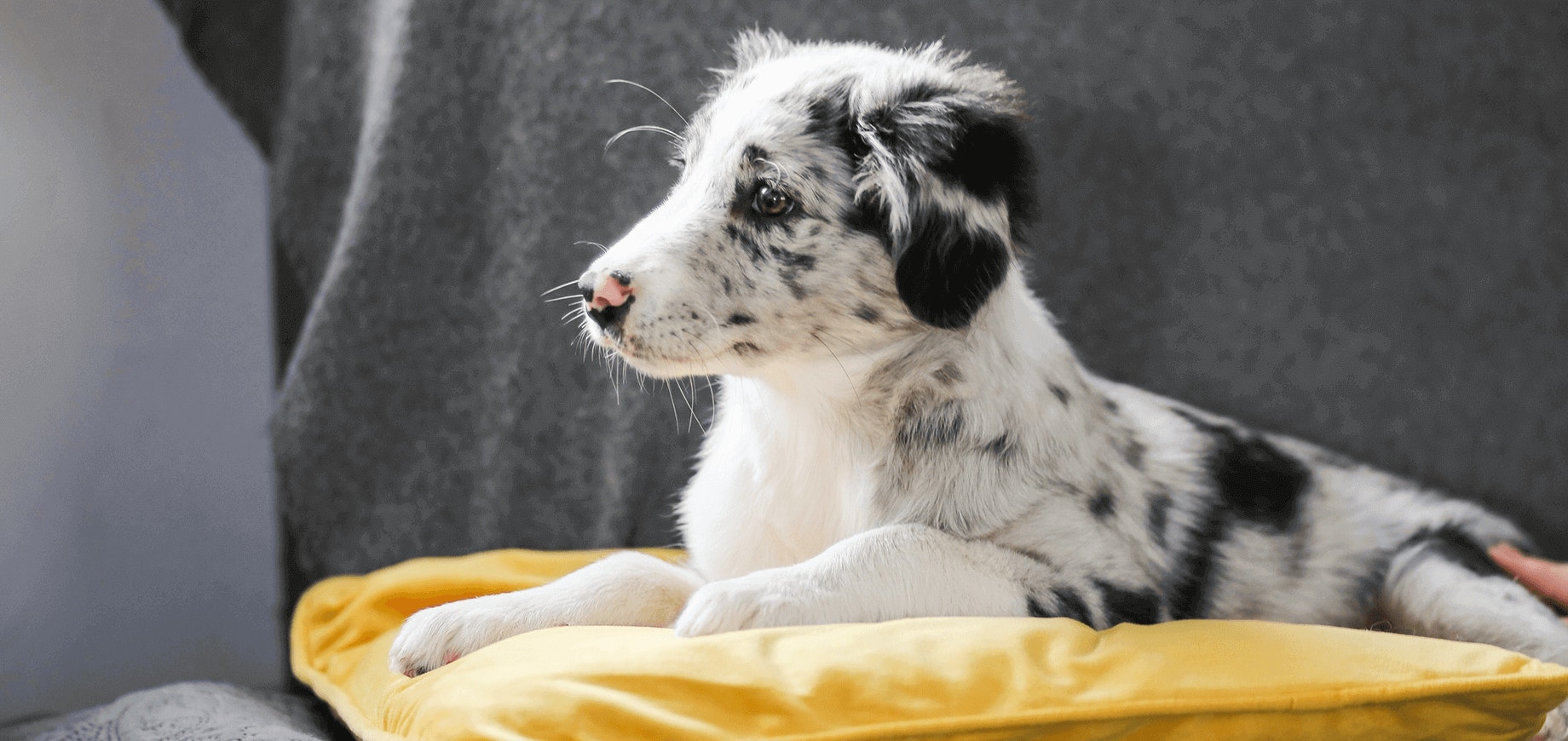 Les premiers jours de votre chiot à la maison