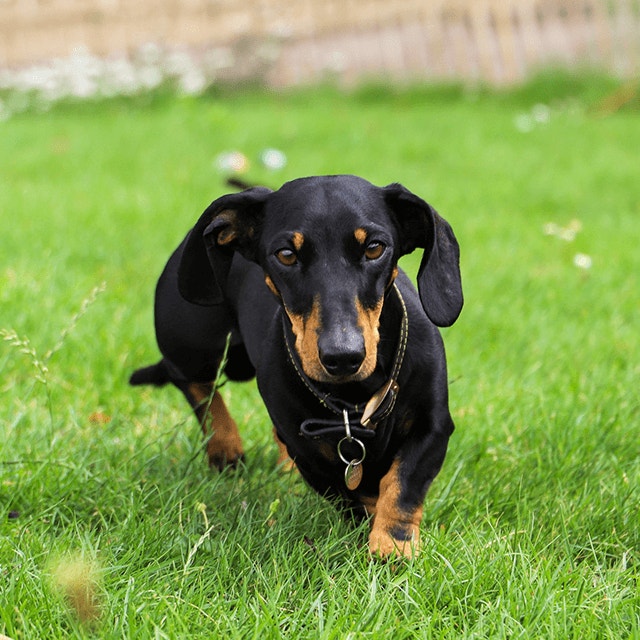 Le jeu avec votre chien ou votre chiot