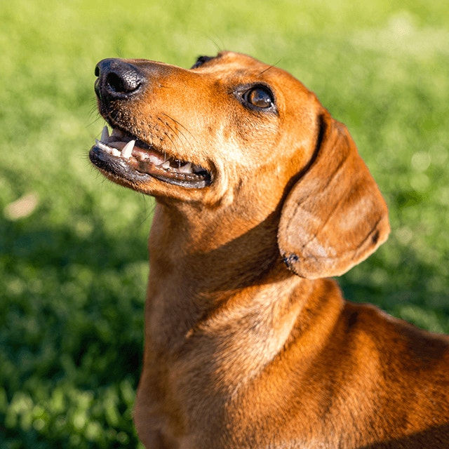 Passer de la nourriture pour chiot à la nourriture pour adulte