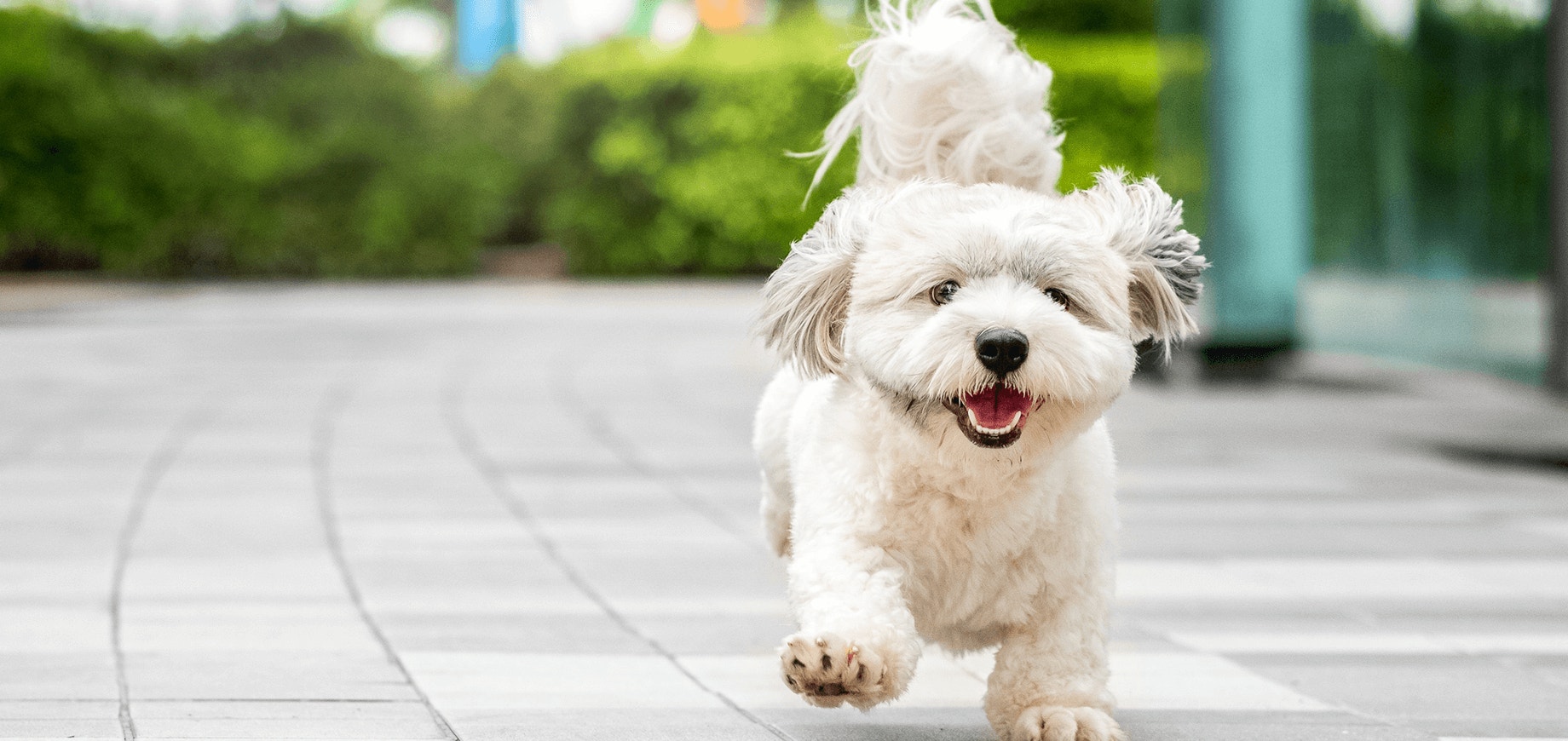 S’occuper des pattes de votre chiot