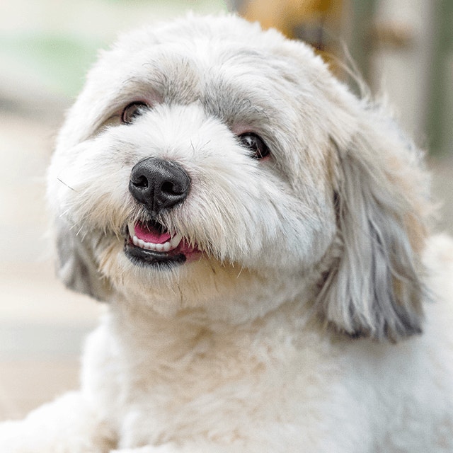 Mon chien mord la brosse à dents, comment lui nettoyer les dents?