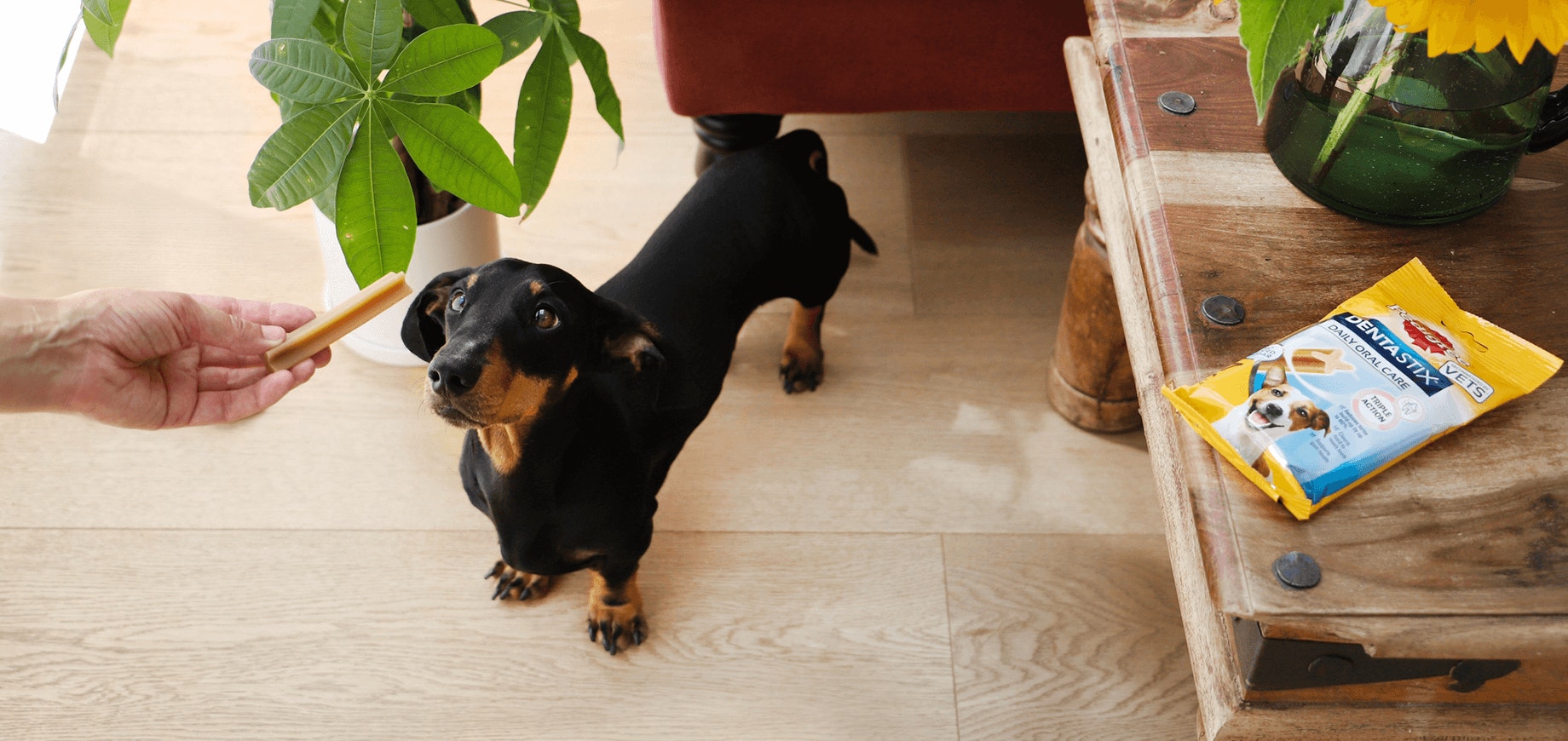 Apprendre à votre chien à reculer