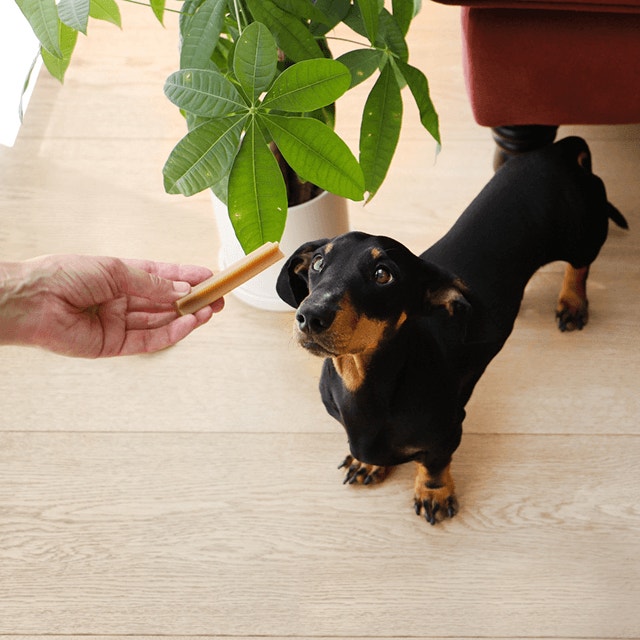 Apprendre à votre chien à reculer