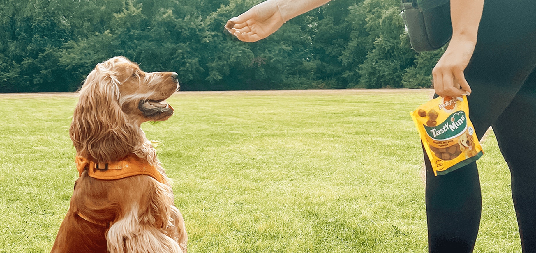 Apprendre des tours à son chien – et pourquoi ce n’est pas que de la frime