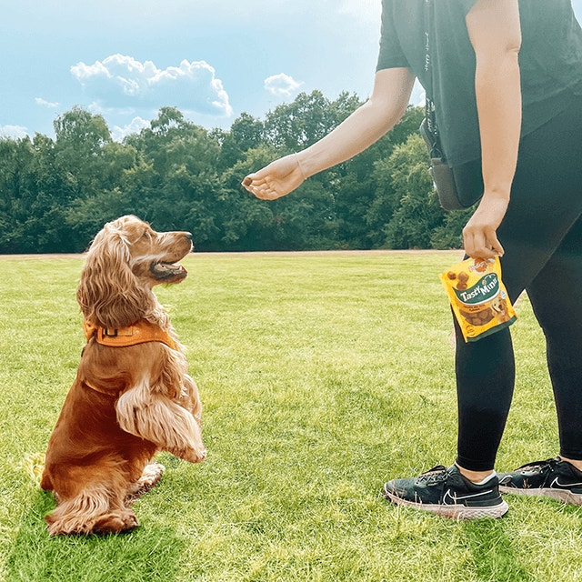 Apprendre à votre chien à faire le beau