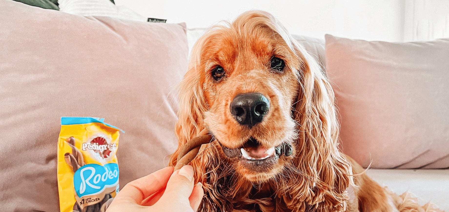 Je récompense mon chien pour lui faire plaisir