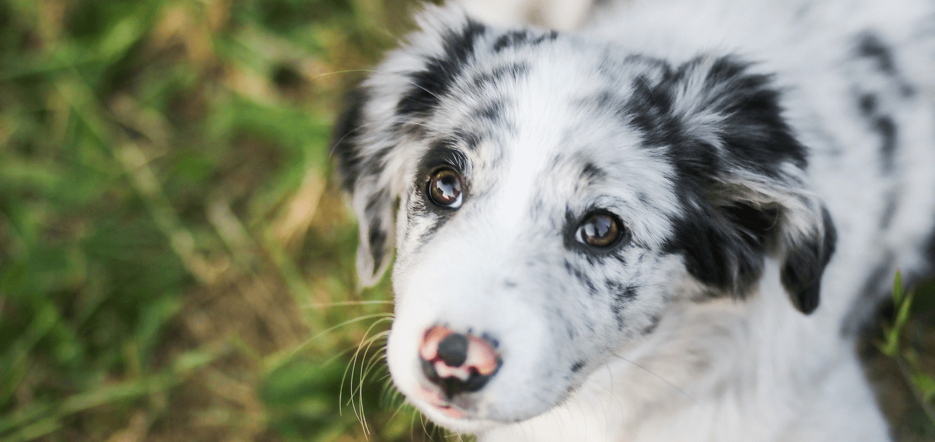 Bien choisir son chiot