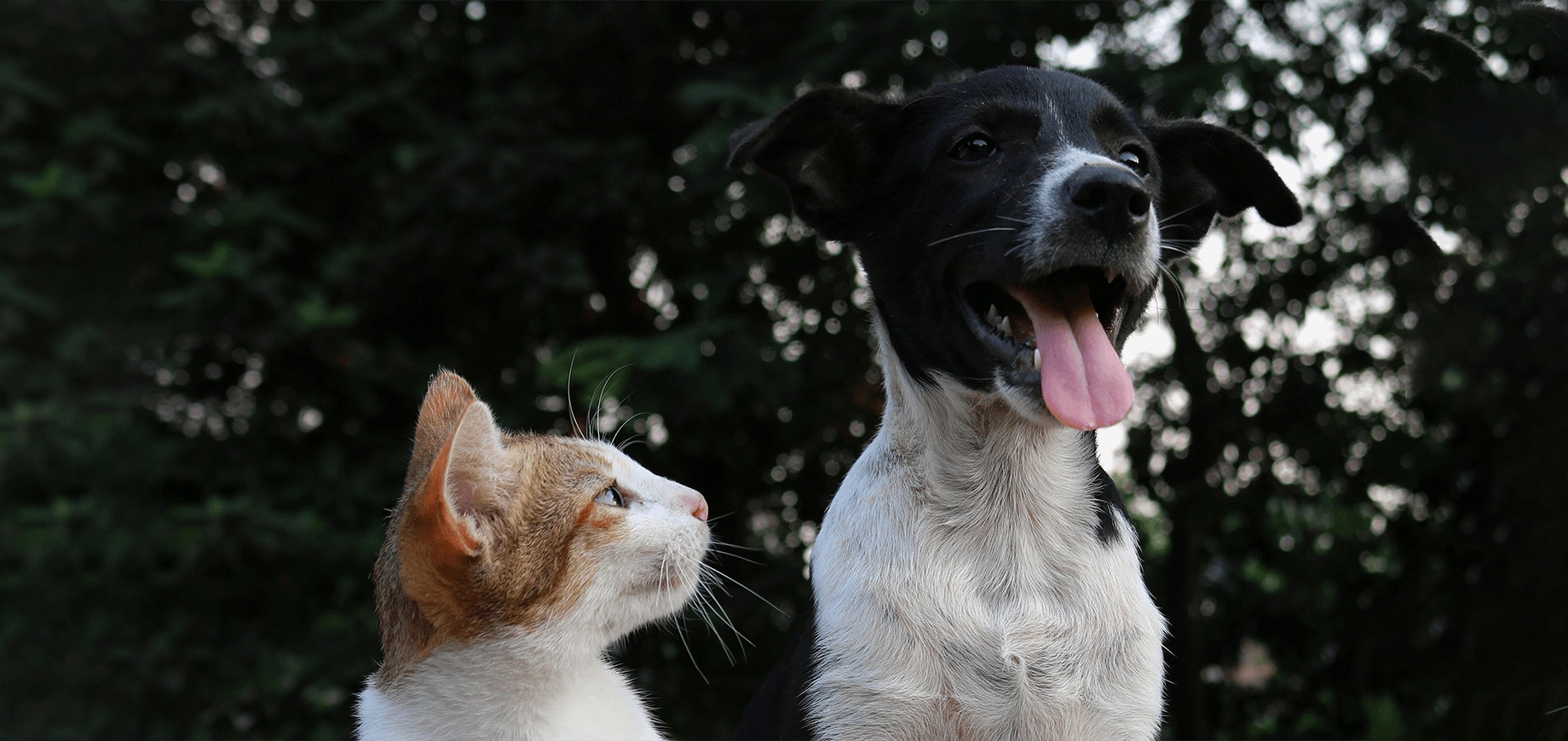 Comment présenter mon Nouveau chien à mon chat ?