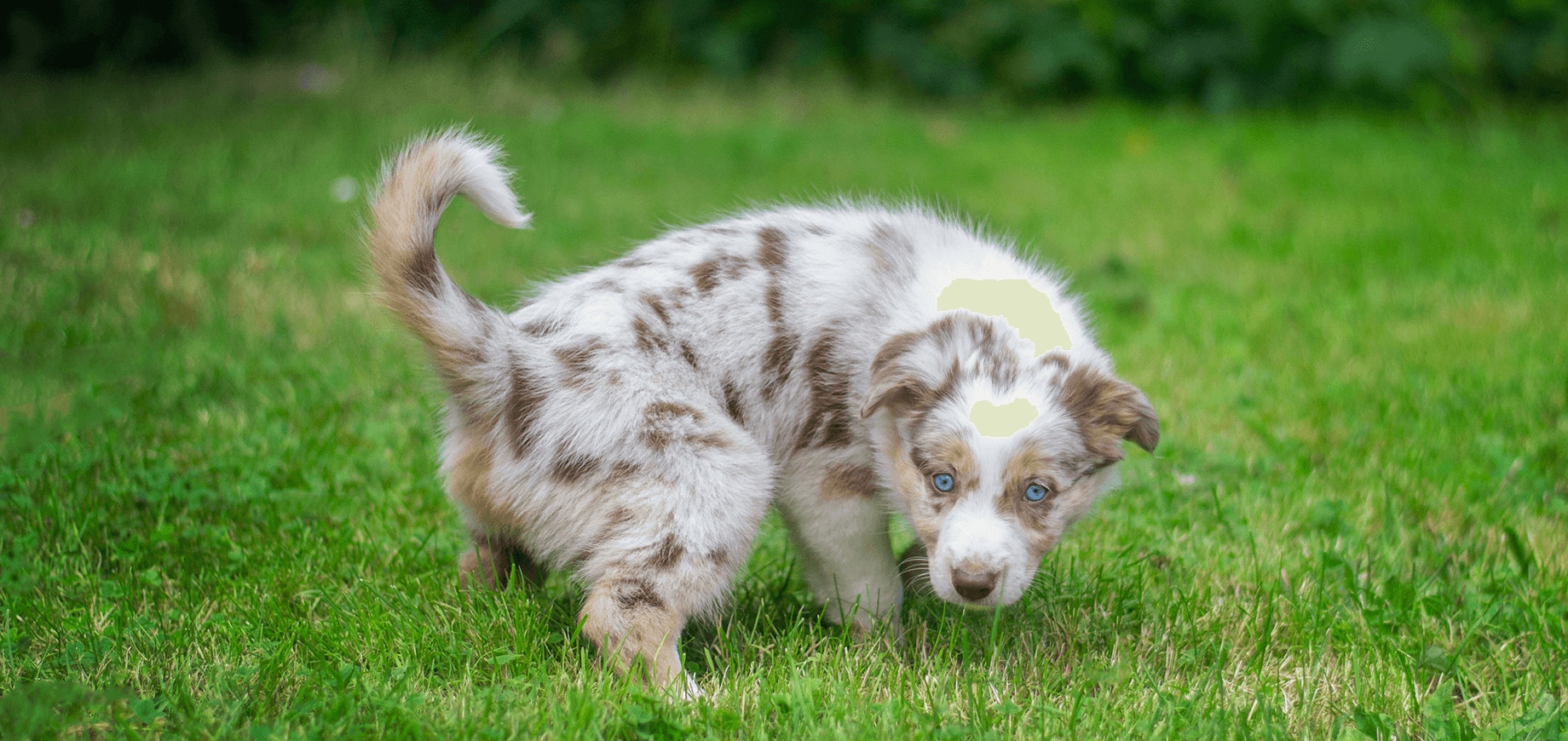 Comment faire pour que son chien soit propre