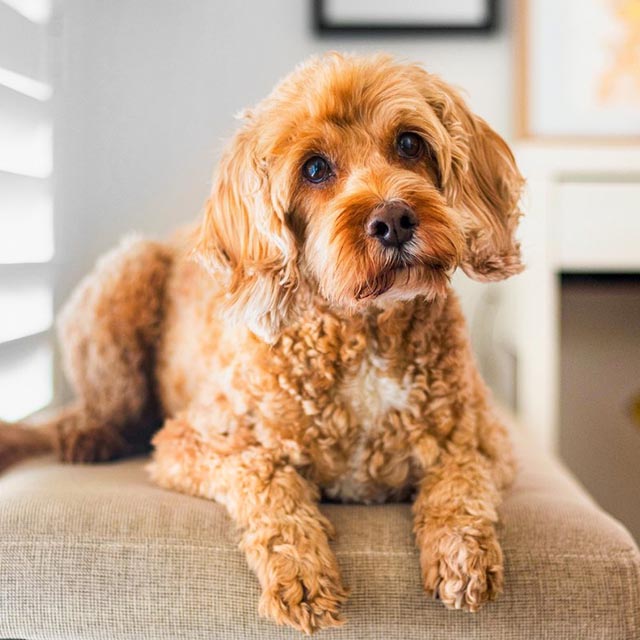 4 chiens sur 5 de plus de trois ans souffrent de maladie gingivale