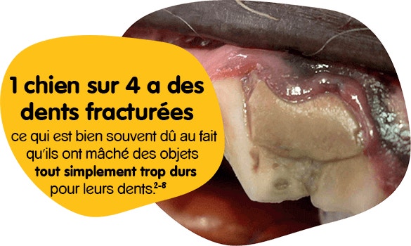 Mais les dents des chiens sont plus fragiles que ce que l'on peut croire :