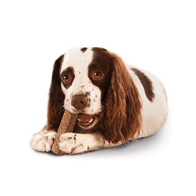 Protéger les dents de votre chien