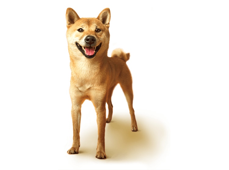 Que donner à manger à mon chien ?