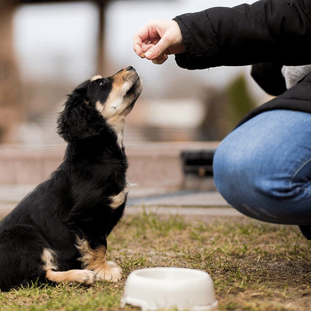 En quoi les aliments pour chiots sont-ils spécifiques ?