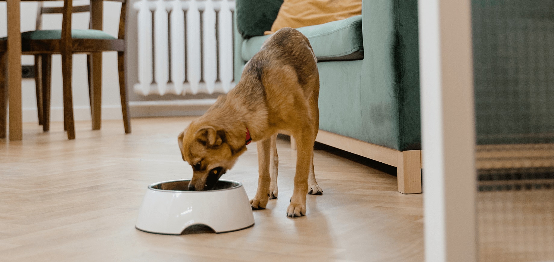 Pourquoi les restes ne sont pas la meilleure alimentation pour votre chiot