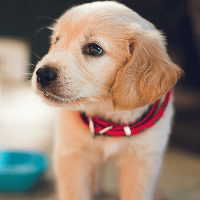 Questions fréquentes sur l’alimentation des chiots