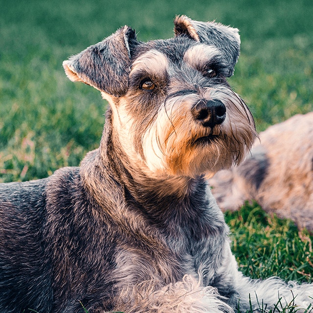 Prendre un deuxième chien