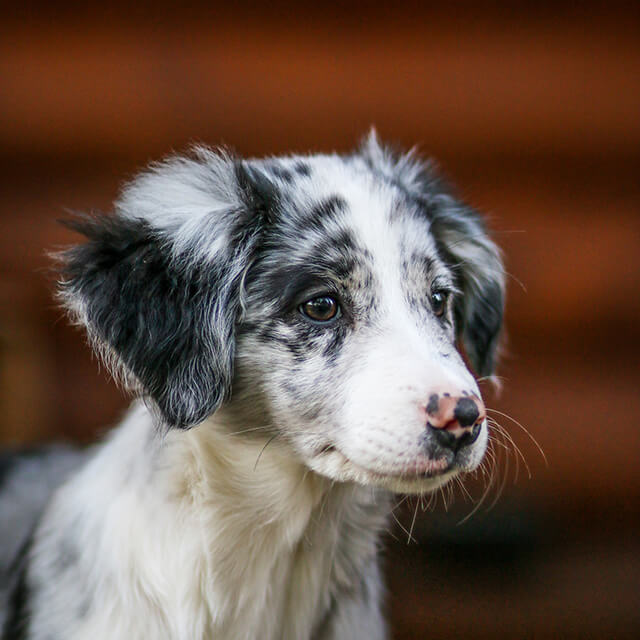 Comment empêcher votre chiot de mordre ?