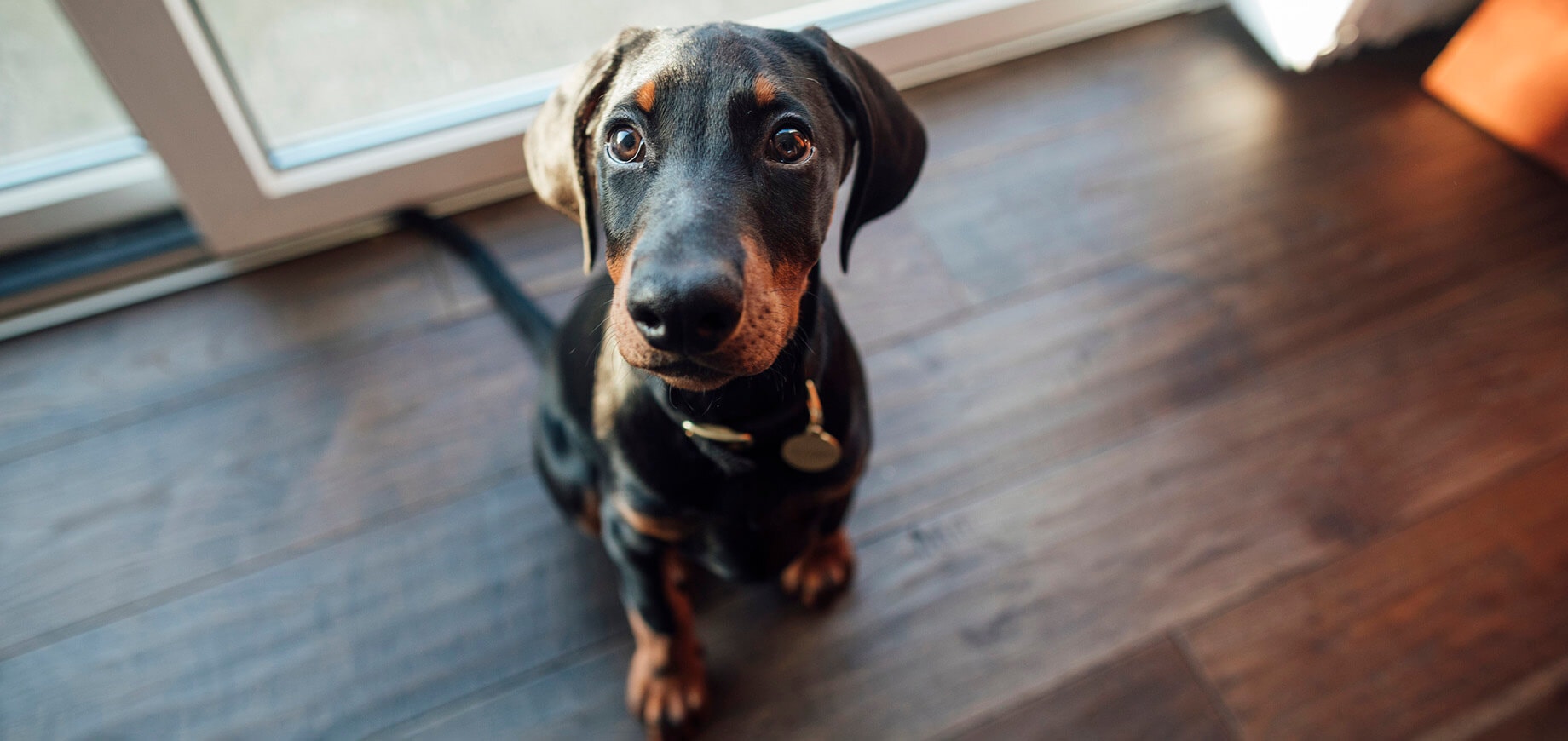 Comment apprendre à un chien à s’asseoir