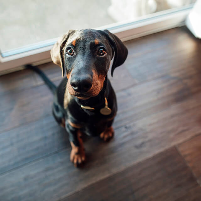 Comment apprendre à un chien à s’asseoir