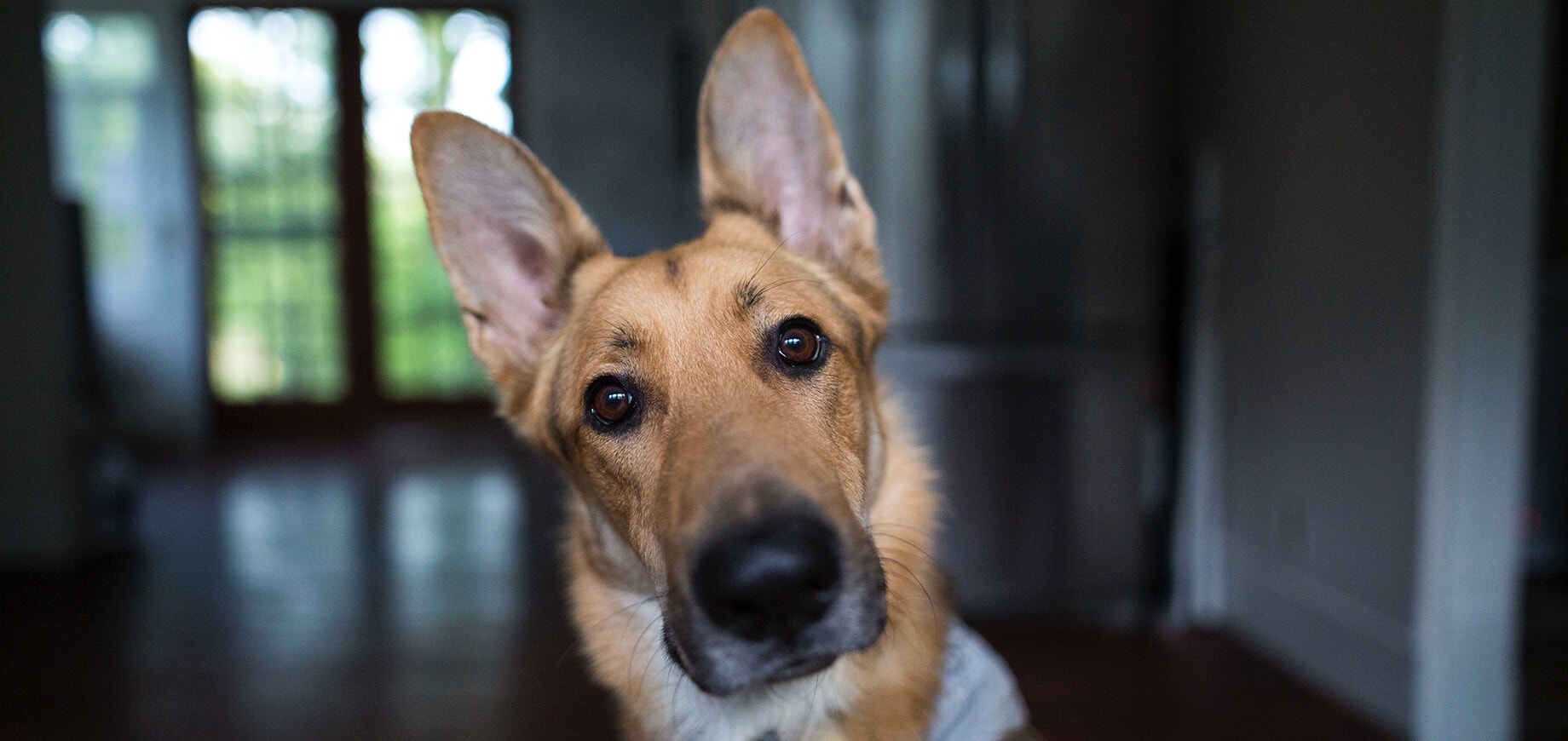 nettoyer oreilles chien