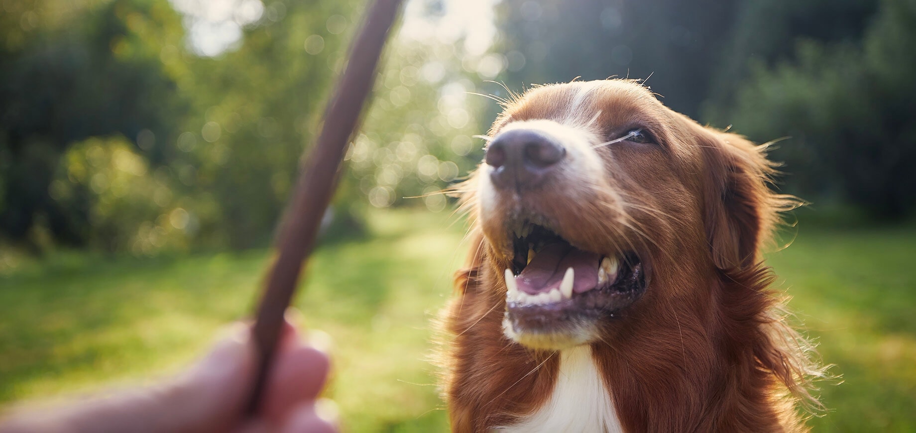 Éducation du chien adolescent
