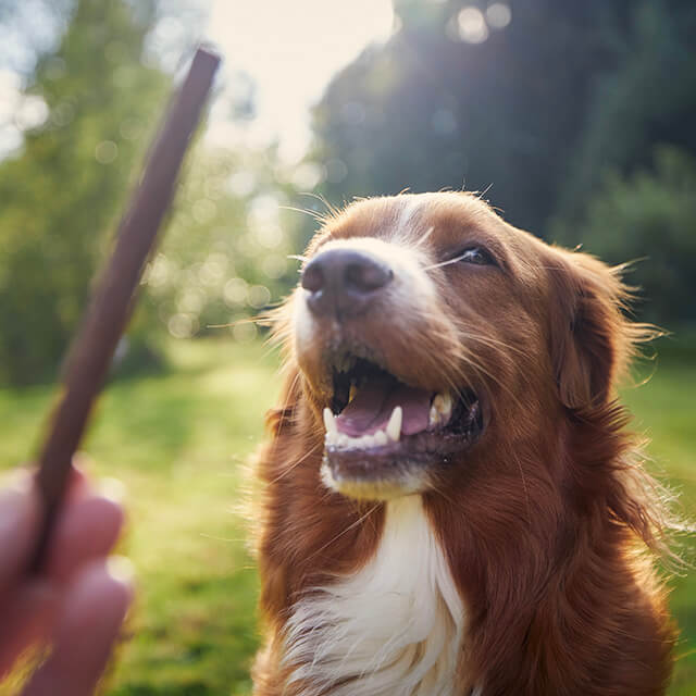 Éducation du chien adolescent