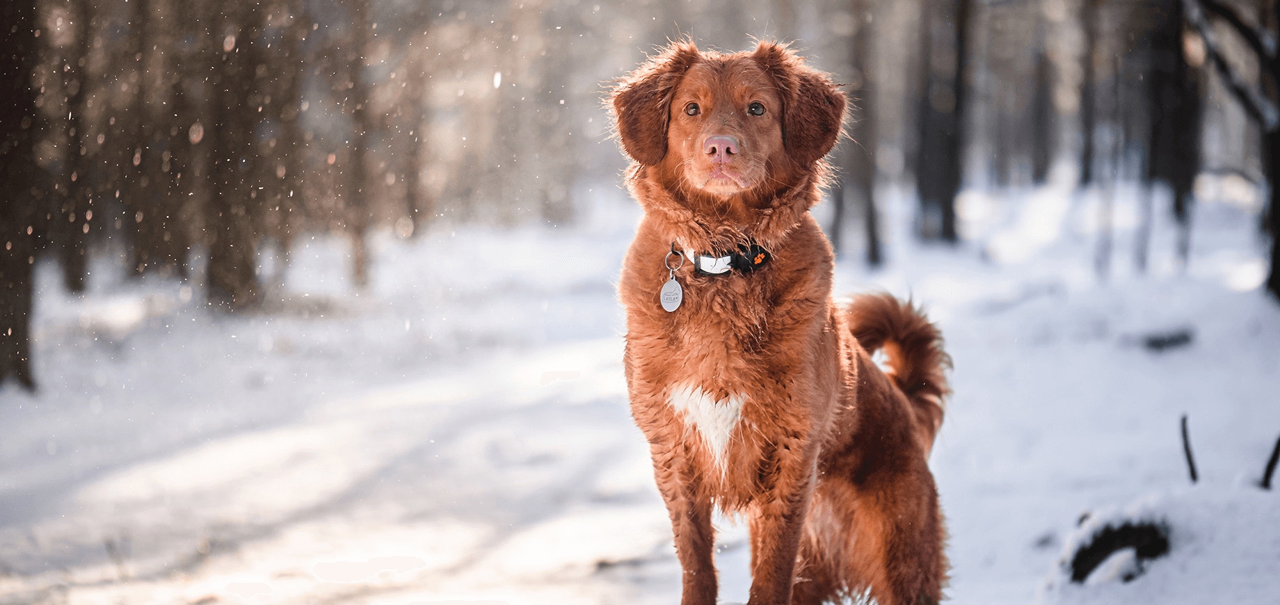 La neige, un danger potentiel