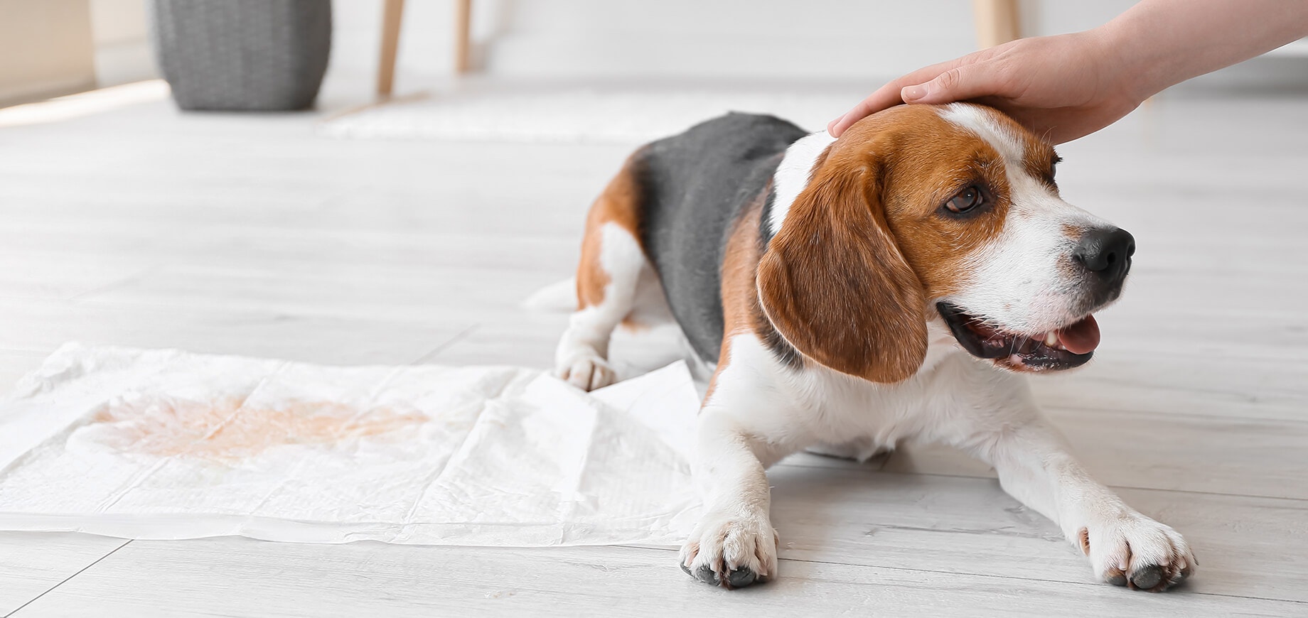 Chien Beagle ayant uriné caressé par son maître