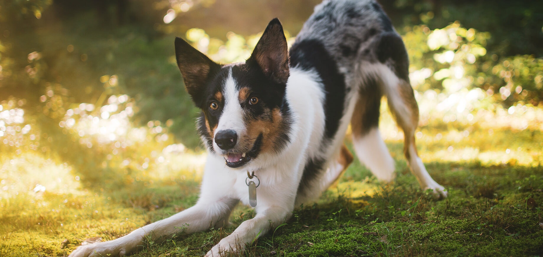 chien jouant sur l'herbe